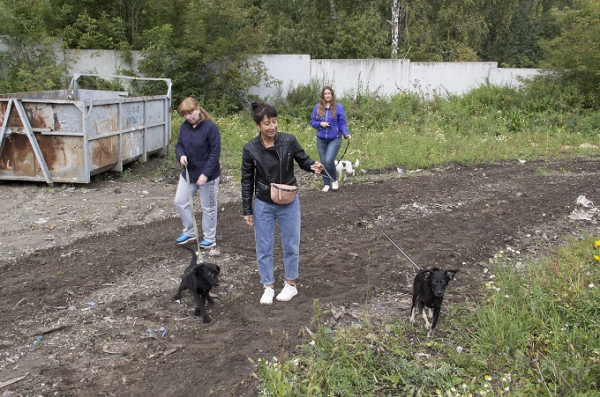 Сколько бродячих собак реально возвращают обратно на улицы: первые итоги эксперимента