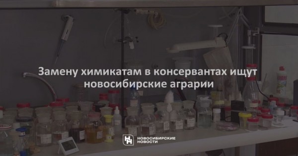 Замену химикатам в консервантах ищут новосибирские аграрии Замену химикатам в консервантах ищут новосибирские аграрии