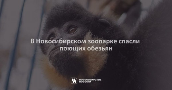 В Новосибирском зоопарке спасли поющих обезьян