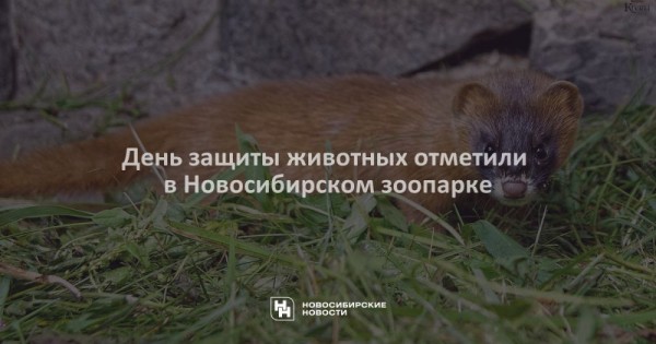 День защиты животных отметили в&nbsp;Новосибирском зоопарке