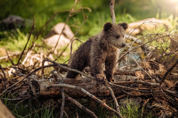 Если вы пропустили: аквайсы, книжки от Мартышки и кино из зоопарка Если вы пропустили: аквайсы, книжки от Мартышки и кино из зоопарка