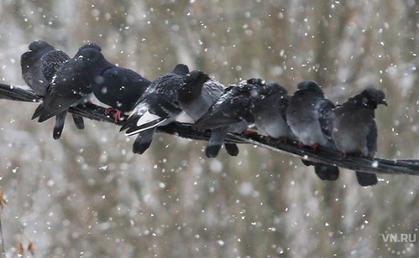 Снег каждый день - погода на неделю в Новосибирске