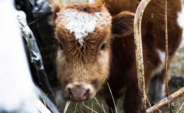 50 телят и поросят сгорели на ферме в селе Николаевка