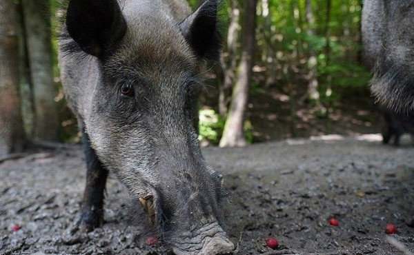 Дикие кабаны вышли на ночные улицы Новосибирска Дикие кабаны вышли на ночные улицы Новосибирска