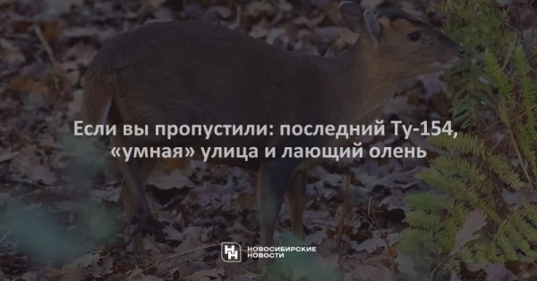 Если вы&nbsp;пропустили: последний Ту-154, &laquo;умная&raquo; улица и&nbsp;лающий олень