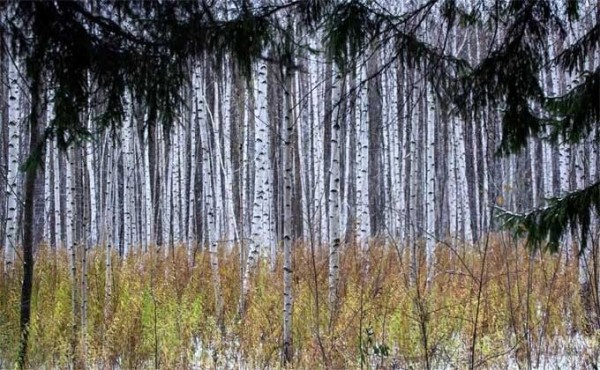 Более полусотни человек потерялись в новосибирских лесах