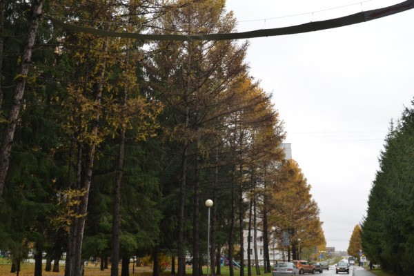 Уникальный мост для белок появился под Новосибирском