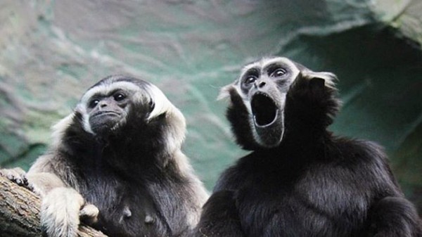 Поющие приматы: в новосибирском зоопарке отметили день гиббонов