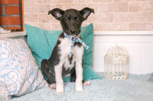 Новосибирцы ищут дом обаятельной Волге Новосибирцы ищут дом обаятельной Волге