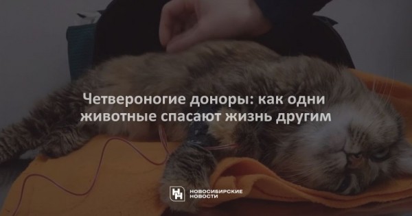Четвероногие доноры: как одни животные спасают жизнь другим