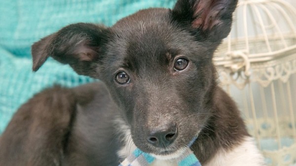 Новосибирцы ищут дом обаятельной Волге Новосибирцы ищут дом обаятельной Волге