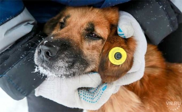 Огромные штрафы за жестокое обращение с животными предложил Минюст РФ Огромные штрафы за жестокое обращение с животными предложил Минюст РФ