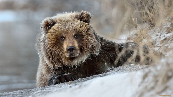Четыре цирковых медведя замерзают под Новосибирском