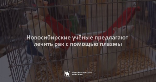 Новосибирские учёные предлагают лечить рак с&nbsp;помощью плазмы