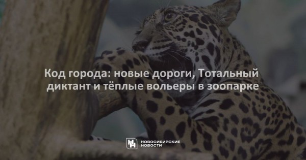 Код города: новые дороги, Тотальный диктант и&nbsp;тёплые вольеры в&nbsp;зоопарке