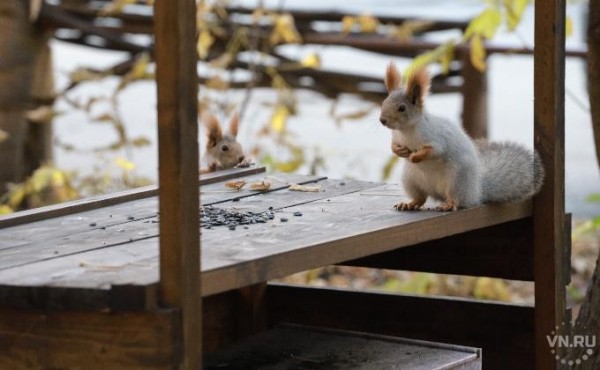 Прощание с осенью: последний теплый день в Новосибирске