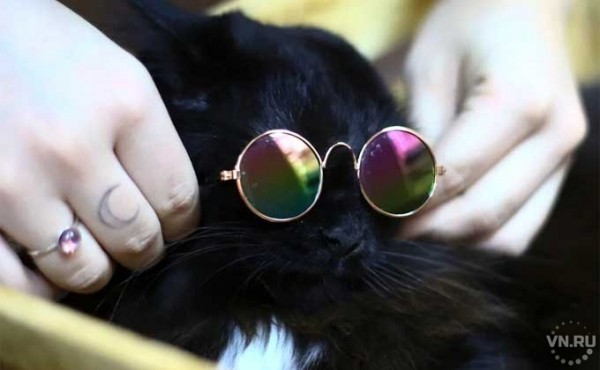 Котокафе вновь открылось после закрытия из-за коронавируса в Новосибирске