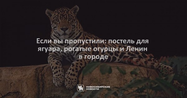 Если вы&nbsp;пропустили: постель для ягуара, рогатые огурцы и&nbsp;Ленин в&nbsp;городе