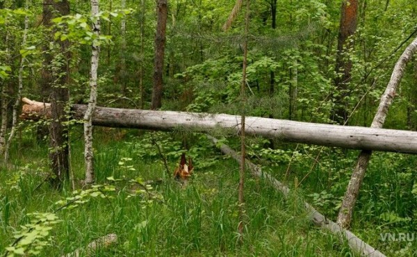 Кыштовский лесхоз объявлен банкротом &ndash; что будет с людьми?