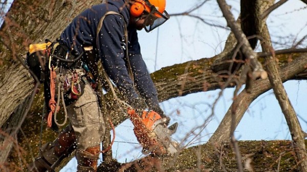 Аварийные деревья снесут на Красном проспекте в Новосибирске