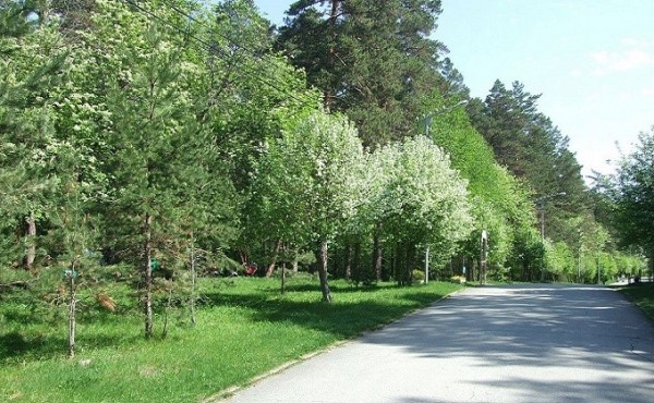 Против застройки Заельцовского бора в Новосибирске выступили депутаты Заксобрания