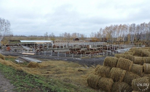 Секрет успеха: свои стада и свои корма