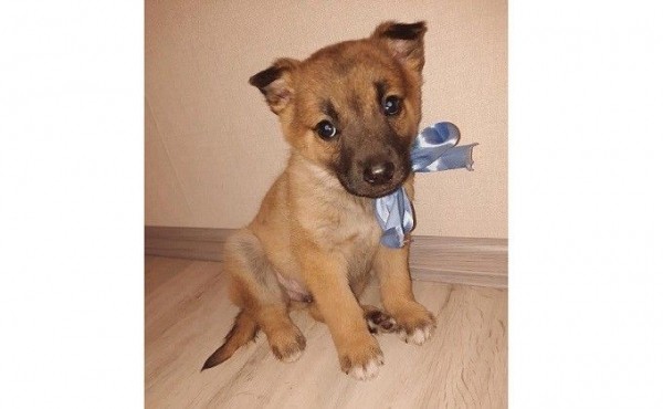 Шестерых щенков спас от смерти на морозе добрый водитель Шестерых щенков спас от смерти на морозе добрый водитель