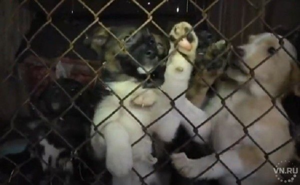 Приют для собак открыли волонтеры в Куйбышеве