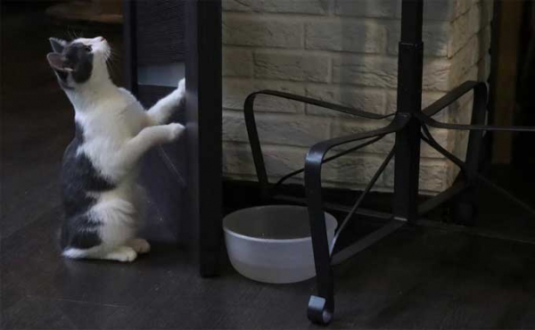 Котокафе вновь открылось после закрытия из-за коронавируса в Новосибирске