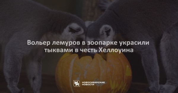 Вольер лемуров в&nbsp;зоопарке украсили тыквами в&nbsp;честь Хеллоуина