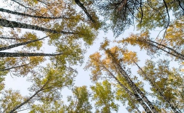 План по восстановлению лесов перевыполнили в Новосибирской области