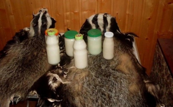 Барсучий жир от коронавируса раскупают новосибирцы Барсучий жир от коронавируса раскупают новосибирцы