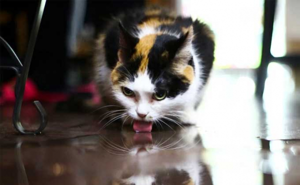 Котокафе вновь открылось после закрытия из-за коронавируса в Новосибирске