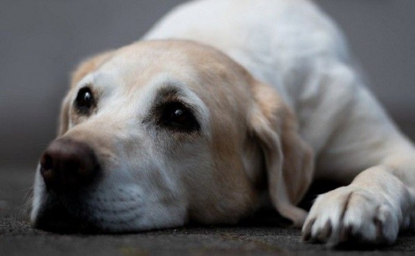 Случаи жестокого обращения с животными участились в Новосибирске Случаи жестокого обращения с животными участились в Новосибирске