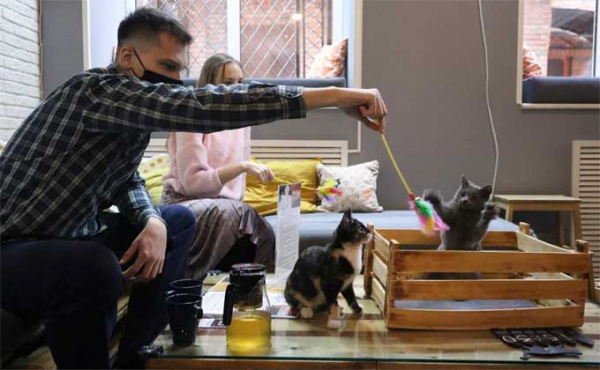 Котокафе вновь открылось после закрытия из-за коронавируса в Новосибирске