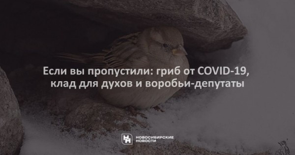 Если вы&nbsp;пропустили: гриб от&nbsp;COVID-19, клад для духов и&nbsp;воробьи-депутаты