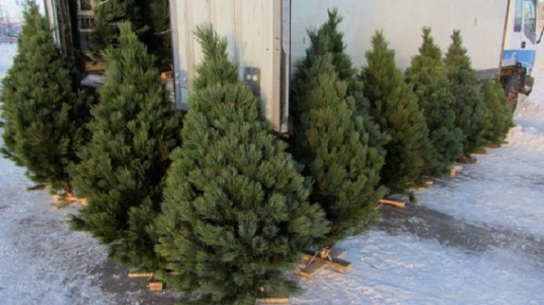 Дату начала продажи новогодних ёлок назвали в Новосибирской области