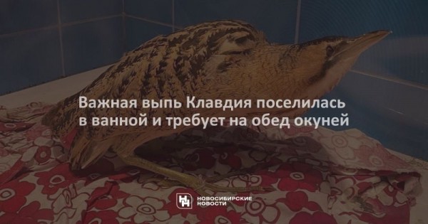 Важная выпь Клавдия поселилась в ванной и требует на обед окуней Важная выпь Клавдия поселилась в ванной и требует на обед окуней