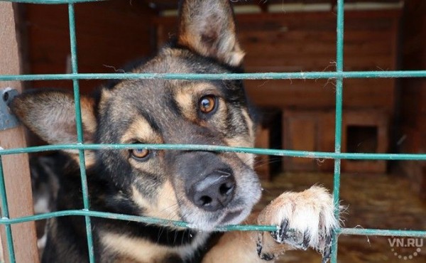 Сотни собак выселяют из приюта в Краснообске Сотни собак выселяют из приюта в Краснообске