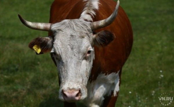 2021 год по восточному календарю &ndash; год какого животного