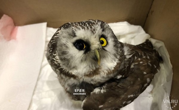 Бедного совенка со следами крови спасли от гибели в Новосибирске