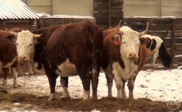 Ген морозоустойчивости обнаружили у коров сибирские ученые