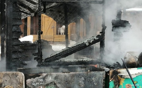 170 бездомных собак спасли на пожаре в приюте в Новосибирске