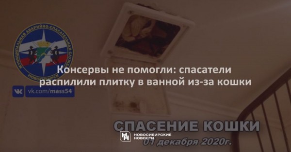 Консервы не&nbsp;помогли: спасатели распилили плитку в&nbsp;ванной из-за кошки