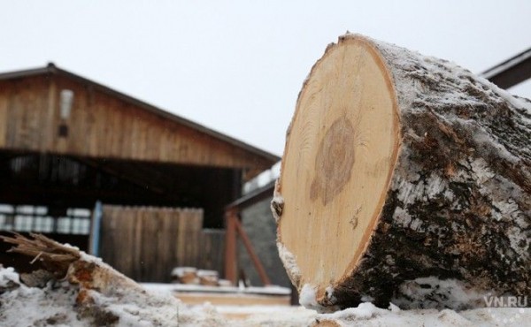 Леса на 15 миллионов украли у государства двое новосибирцев