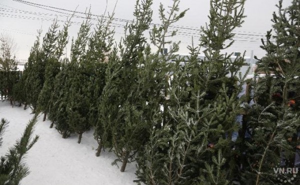 Новогодние елки-2021 выбирают новосибирцы: натуральные против искусственных Новогодние елки-2021 выбирают новосибирцы: натуральные против искусственных