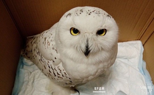 Истощенную полярную сову нашли на чердаке многоэтажки в Новосибирске Истощенную полярную сову нашли на чердаке многоэтажки в Новосибирске