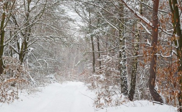 Бывший полицейский застрелил друга на охоте в Венгеровском районе