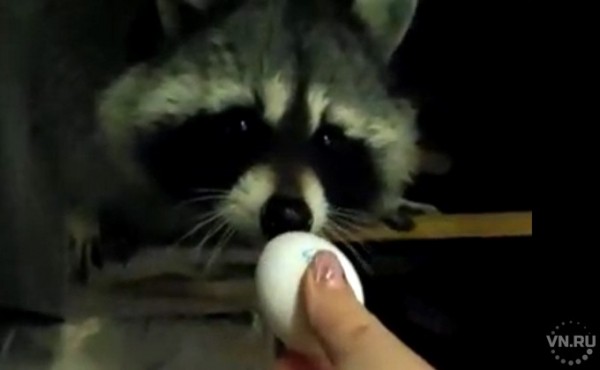 Енот, живущий на чердаке, ищет хозяина в Новосибирске