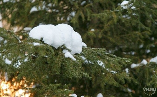 Леса региона восстановили в рамках нацпроекта «Экология» Леса региона восстановили в рамках нацпроекта «Экология»